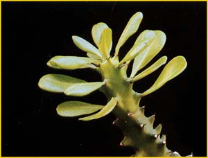   ( Euphorbia neriifolia )