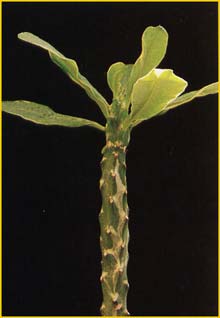  ( Euphorbia nivulia )