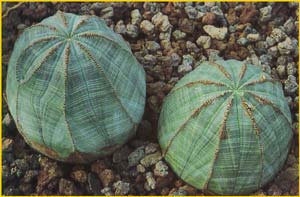   ( Euphorbia obesa )