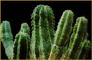  ( Euphorbia officinarum )