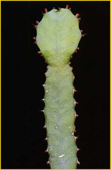  ( Euphorbia opuntioides )