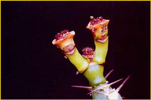   ( Euphorbia opuntioides )