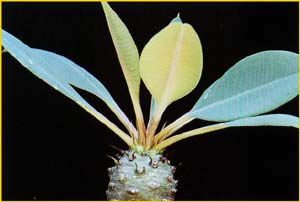   ( Euphorbia pachypodioides )
