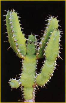  ( Euphorbia parciramulosa )