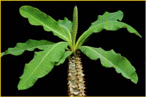   ( Euphorbia pauliana )