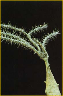  ( Euphorbia pedilantoides )