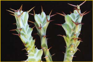   ( Euphorbia persistens )