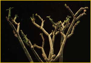  ( Euphorbia phosphorea )