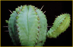   ( Euphorbia pillansii )