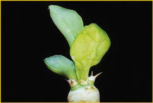  ( Euphorbia poissonii )