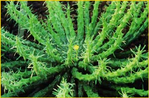    ( Euphorbia pugnioformis )