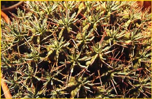   ( Euphorbia pulvinata )