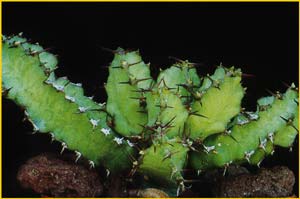   ( Euphorbia restricta )