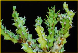   ( Euphorbia richardsiae )