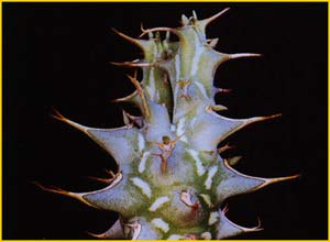   ( Euphorbia schizacantha )