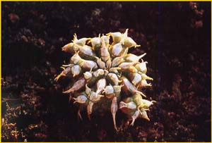   ( Euphorbia sepulta )