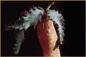   ( Euphorbia squarrosa )