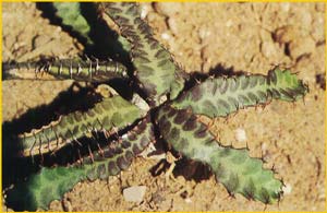   ( Euphorbia stellata )