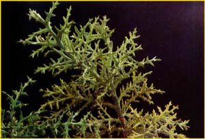   ( Euphorbia stenoclada )