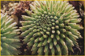   ( Euphorbia susannae )
