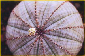   ( Euphorbia symmetrica )