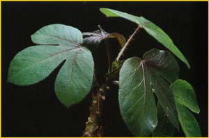   ( Jatropha gossypifolia )
