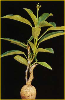   ( Jatropha variabilis )