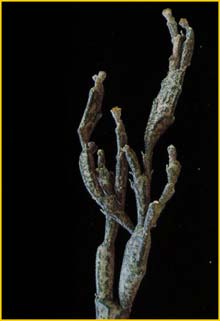   ( Euphorbia platyclada )