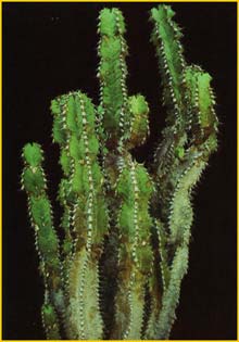   ( Euphorbia polyacantha )