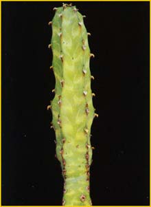   .  ( Euphorbia pseudocactus var. lyttoniana )