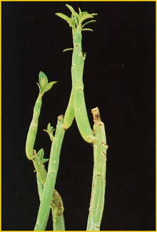   ( Euphorbia pteroneura )