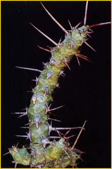   ( Euphorbia quadrispina )