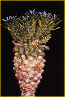  ( Euphorbia ramiglans )