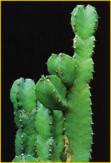   ( Euphorbia resinifera )