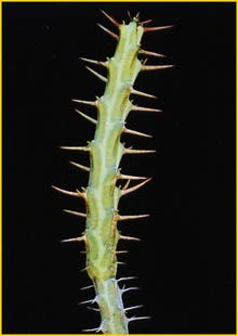   ( Euphorbia samburuensis )