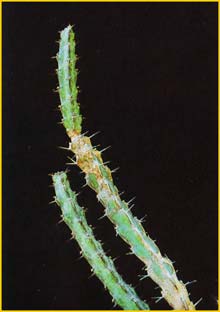   ( Euphorbia saxorum )