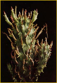   ( Euphorbia schoenlandii )