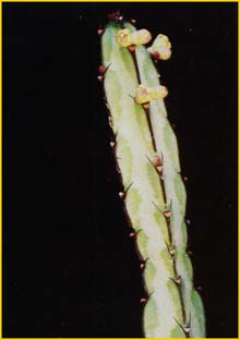   ( Euphorbia taruensis )