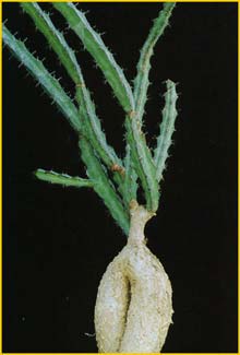   ( Euphorbia tenuispinosa )