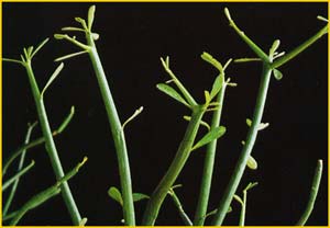   ( Euphorbia tirucalli )