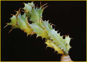   ( Euphorbia tortirama )