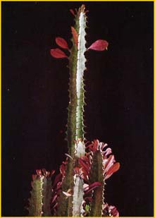    /   ( Euphorbia trigona / hermentiana )