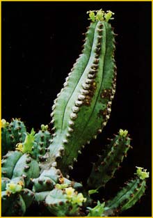  ( Euphorbia tubiglans )