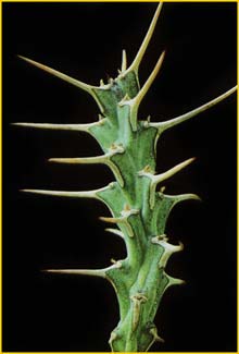  ( Euphorbia uhligiana )