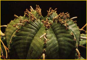   ( Euphorbia valida )