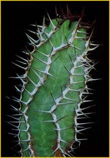   ( Euphorbia virosa )