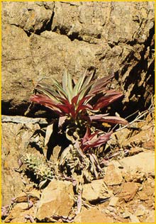   ( Euphorbia wildii )