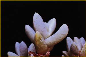 Юттадинтерия пустынная ( Juttadinteria deserticola )