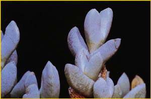 Юттадинтерия приятнейшая ( Juttadinteria suavissima )