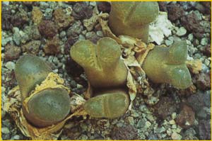    ( Ophthalmophyllum longum / Conophytum longum )